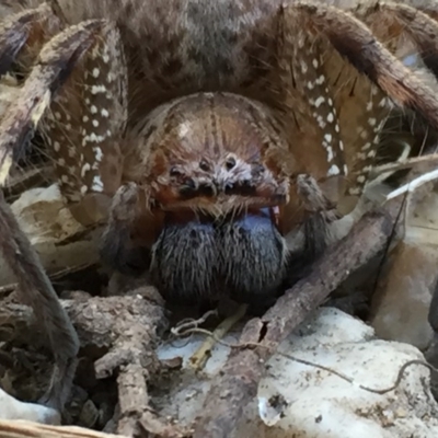 Neosparassus sp. (genus) (Badge huntsman) at Googong, NSW - 14 Dec 2016 by Wandiyali