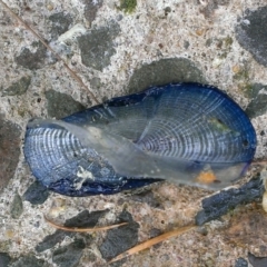 Velella velella (By-the-wind Sailor) at Tathra, NSW - 7 Dec 2016 by KerryVance