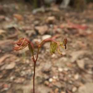 Caleana minor at Point 3852 - suppressed