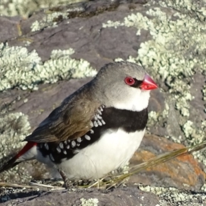 Stagonopleura guttata at Googong Foreshore - suppressed