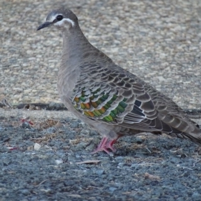 Phaps chalcoptera (Common Bronzewing) at Googong, NSW - 11 Dec 2016 by roymcd