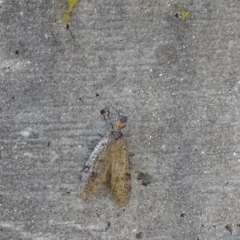 Archichauliodes (Riekochauliodes) guttiferus (Dobsonfly or Fishfly) at Yarrow, NSW - 11 Dec 2016 by roymcd