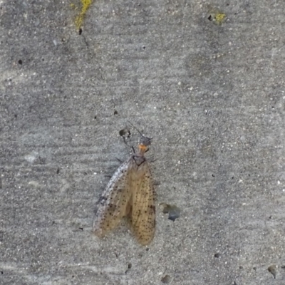 Archichauliodes (Riekochauliodes) guttiferus (Dobsonfly or Fishfly) at Googong Foreshore - 11 Dec 2016 by roymcd