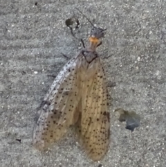 Archichauliodes (Riekochauliodes) guttiferus at Yarrow, NSW - 11 Dec 2016 05:41 PM