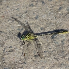 Austrogomphus guerini (Yellow-striped Hunter) at Googong Foreshore - 11 Dec 2016 by roymcd