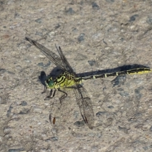 Austrogomphus guerini at Yarrow, NSW - 11 Dec 2016 05:35 PM