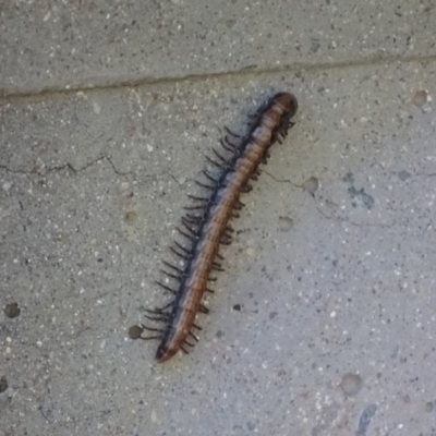 Paradoxosomatidae sp. (family) (Millipede) at Yarrow, NSW - 11 Dec 2016 by roymcd