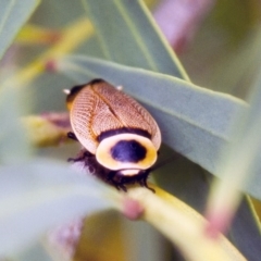 Ellipsidion australe (Austral Ellipsidion cockroach) at Phillip, ACT - 14 Dec 2016 by Alison Milton