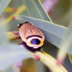 Ellipsidion australe at Phillip, ACT - 14 Dec 2016 12:31 PM