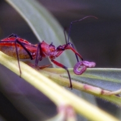 Gminatus australis (Orange assassin bug) at Phillip, ACT - 14 Dec 2016 by Alison Milton