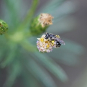 Lasioglossum (Chilalictus) sp. (genus & subgenus) at O'Connor, ACT - 11 Dec 2016