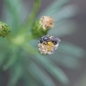 Lasioglossum (Chilalictus) sp. (genus & subgenus) at O'Connor, ACT - 11 Dec 2016