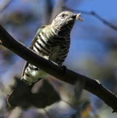 Chrysococcyx lucidus (Shining Bronze-Cuckoo) at Belconnen, ACT - 6 Nov 2016 by AlisonMilton