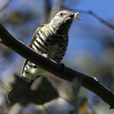 Chrysococcyx lucidus (Shining Bronze-Cuckoo) at Woodstock Nature Reserve - 5 Nov 2016 by Alison Milton