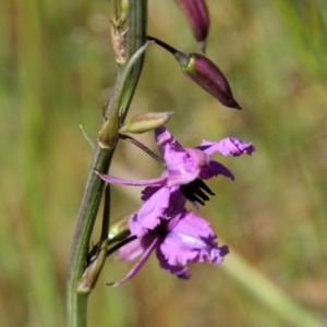 Arthropodium fimbriatum at Belconnen, ACT - 6 Nov 2016 09:20 AM