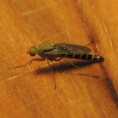 Neodialineura nitens (Stiletto fly) at Conder, ACT - 26 Nov 2016 by MichaelBedingfield