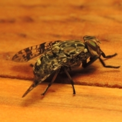 Euprosopia sp. (genus) (Signal fly) at Pollinator-friendly garden Conder - 26 Nov 2016 by michaelb