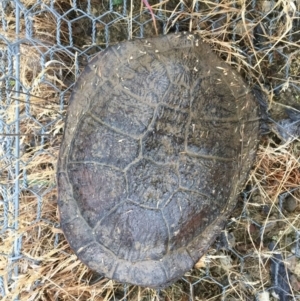 Chelodina longicollis at Gungahlin, ACT - 15 Dec 2016 07:44 AM