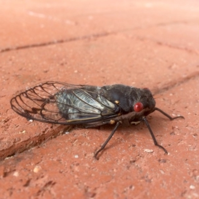 Psaltoda moerens (Redeye cicada) at Bruce, ACT - 15 Dec 2016 by annamacdonald