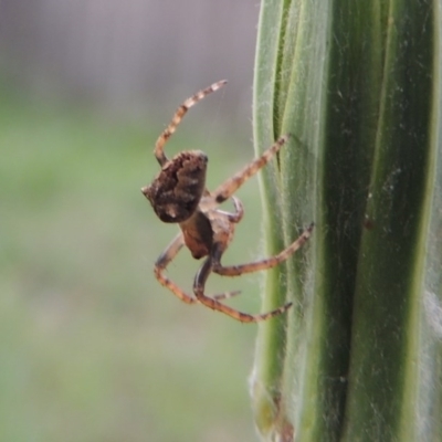 Socca pustulosa (Knobbled Orbweaver) at Conder, ACT - 29 Nov 2016 by MichaelBedingfield