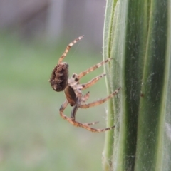 Socca pustulosa at Conder, ACT - 29 Nov 2016 07:31 AM