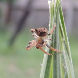 Socca pustulosa at Conder, ACT - 29 Nov 2016 07:31 AM