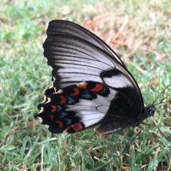 Papilio aegeus (Orchard Swallowtail, Large Citrus Butterfly) at Forde, ACT - 14 Dec 2016 by CedricBear