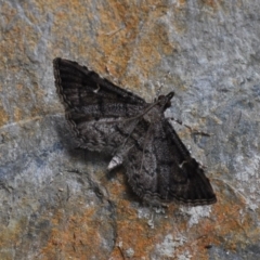 Metasia capnochroa (Smokey Metasia Moth) at Barragga Bay, NSW - 10 Nov 1916 by steve.williams@ecodev.vic.gov.au