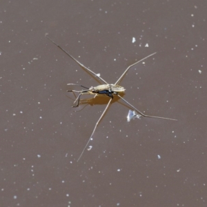 Gerridae (family) at Paddys River, ACT - 7 Dec 2016