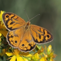 Heteronympha merope at Paddys River, ACT - 7 Dec 2016