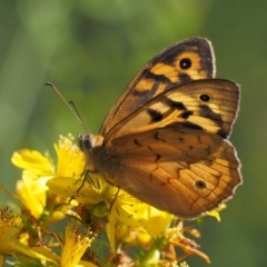 Heteronympha merope at Paddys River, ACT - 7 Dec 2016