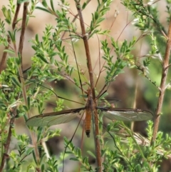 Leptotarsus (Leptotarsus) sp.(genus) (A Crane Fly) at Paddys River, ACT - 6 Dec 2016 by KenT