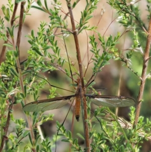 Leptotarsus (Leptotarsus) sp.(genus) at Paddys River, ACT - 7 Dec 2016