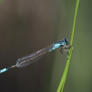 Ischnura heterosticta at Paddys River, ACT - 7 Dec 2016