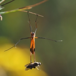 Harpobittacus australis at Paddys River, ACT - 7 Dec 2016