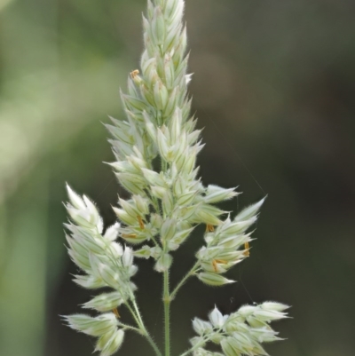 Holcus lanatus (Yorkshire Fog) at Paddys River, ACT - 6 Dec 2016 by KenT