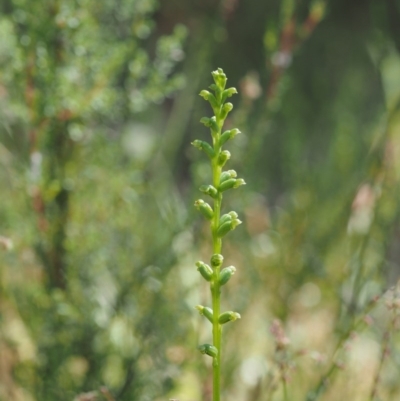 Microtis sp. (Onion Orchid) at Paddys River, ACT - 6 Dec 2016 by KenT