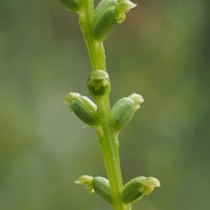 Microtis sp. at Paddys River, ACT - suppressed