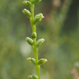 Microtis sp. at Paddys River, ACT - suppressed