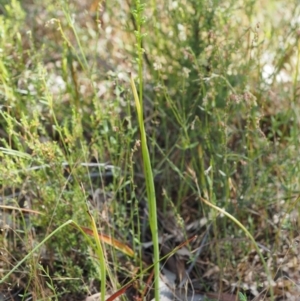 Microtis sp. at Paddys River, ACT - suppressed