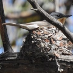 Myiagra rubecula (Leaden Flycatcher) at Kambah Pool - 11 Dec 2016 by JohnBundock