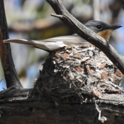 Myiagra rubecula (Leaden Flycatcher) at Kambah, ACT - 11 Dec 2016 by JohnBundock