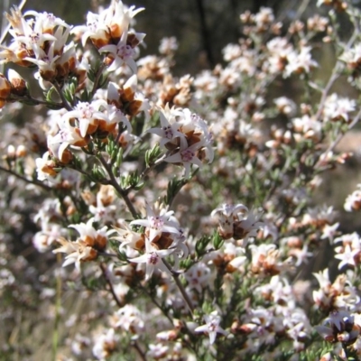 Cryptandra speciosa subsp. speciosa (Silky Cryptandra) at Pearce, ACT - 9 Sep 2012 by MatthewFrawley