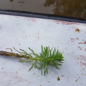 Myriophyllum aquaticum at Googong, NSW - 15 Dec 2016