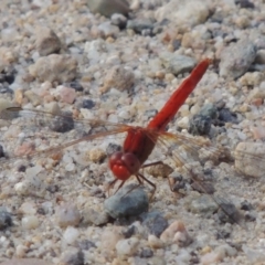 Diplacodes haematodes (Scarlet Percher) at Tharwa, ACT - 30 Nov 2016 by michaelb