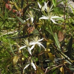 Clematis aristata (Mountain Clematis) at Cotter River, ACT - 9 Dec 2016 by JohnBundock