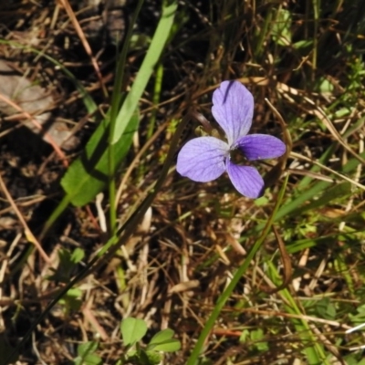 Viola betonicifolia (Mountain Violet) at Cotter River, ACT - 9 Dec 2016 by JohnBundock