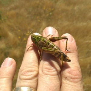 Perunga ochracea at Whitlam, ACT - 12 Dec 2016