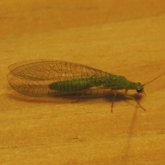 Mallada sp. (genus) (Green lacewing) at Pollinator-friendly garden Conder - 29 Oct 2016 by michaelb