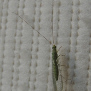 Mallada sp. (genus) at Conder, ACT - 30 Oct 2016